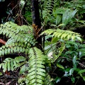 Lomariopsis sorbifolia