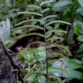 Lomariopsis sorbifolia
