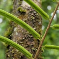 Lomariopsis sorbifolia