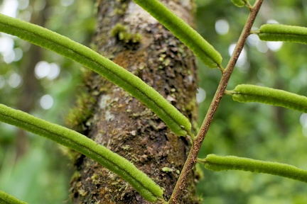 Lomariopsis sorbifolia