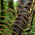 Lomariopsis sorbifolia