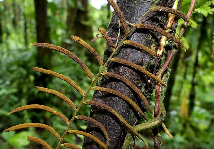 Lomariopsis sorbifolia