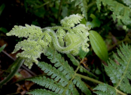 Lonchitis hirsuta