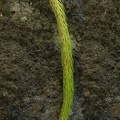 Phlegmariurus funiformis