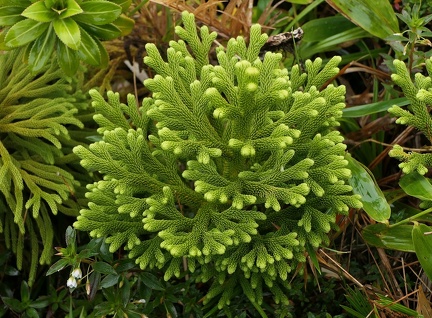 Palhinhaea torta