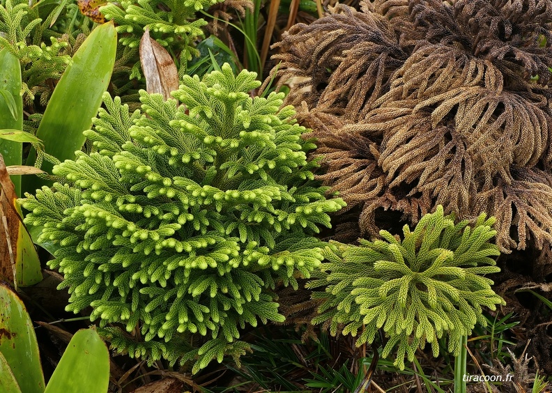 Palhinhaea torta