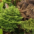 Palhinhaea torta