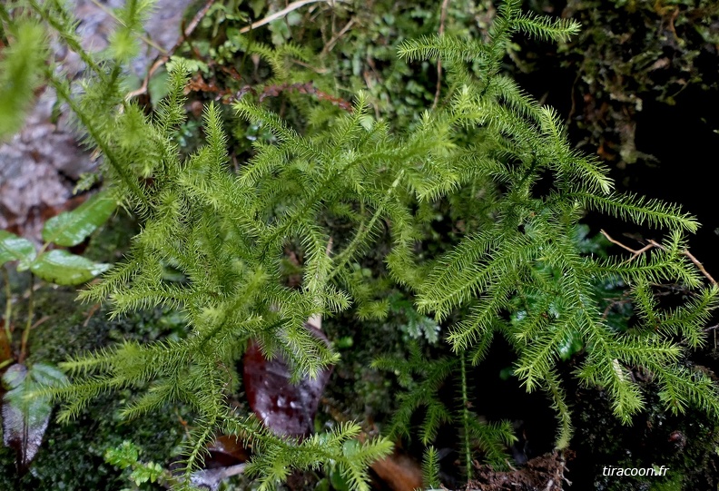 Phlegmariurus taxifolius