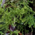 Phlegmariurus taxifolius