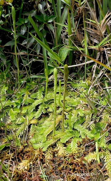 Pseudolycopodiella meridionalis