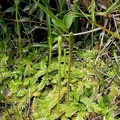 Pseudolycopodiella meridionalis