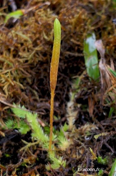 Pseudolycopodiella meridionalis