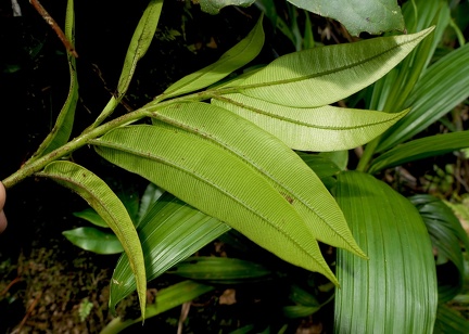 Danaea alata 