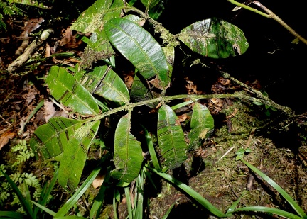 Danaea alata 