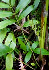 Danaea alata