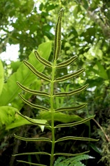 Danaea mazeana