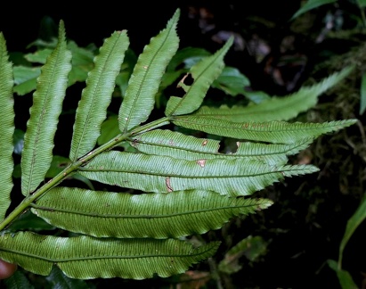 Danaea mazeana