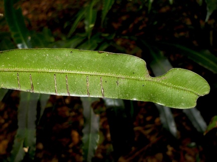 Danaea kalevala