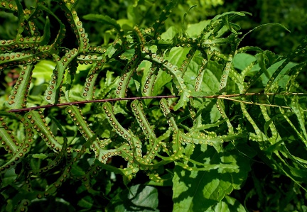 Nephrolepis biserrata 'Furcans'