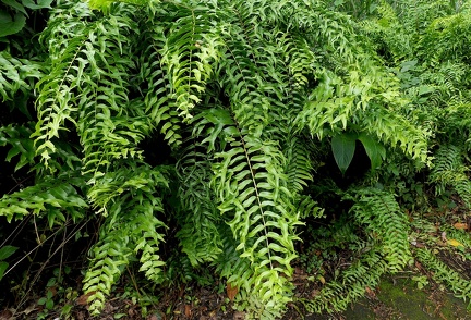 Nephrolepis biserrata 'Furcans'