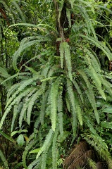 Nephrolepis rivularis