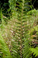 Nephrolepis multiflora