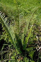 Nephrolepis multiflora