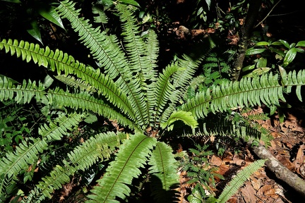 Nephrolepis rivularis