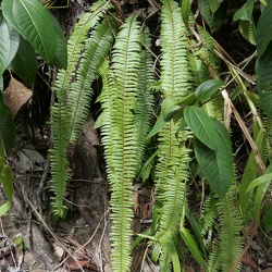 Nephrolepidaceae