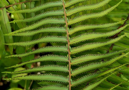 Nephrolepis multiflora