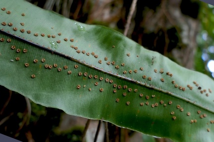 Oleandra articulata