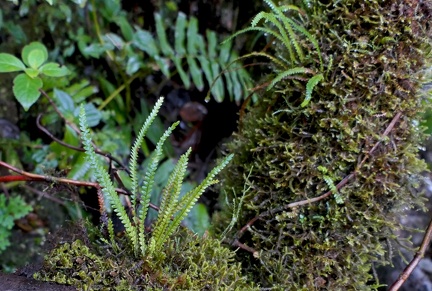 Moranopteris taenifolia