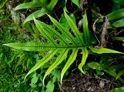 Microsorum scolopendria