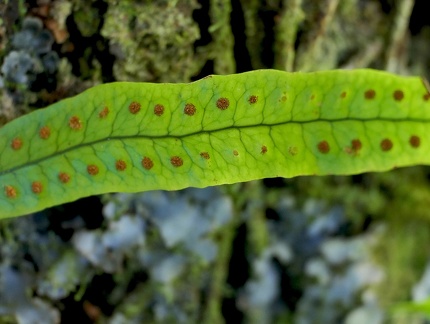 Microgramma lycopodioides