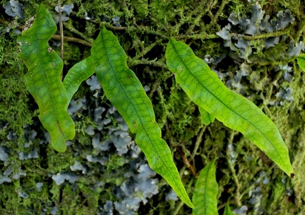 Microgramma lycopodioides