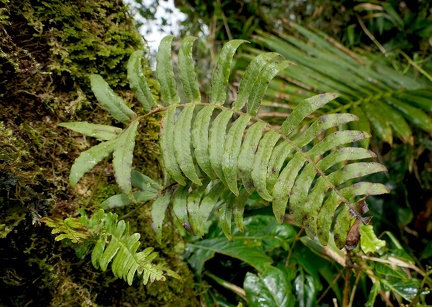 Serpocaulon dissimile