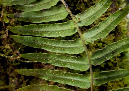 Serpocaulon dissimile