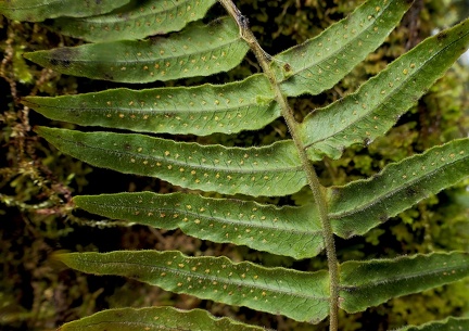 Serpocaulon dissimile