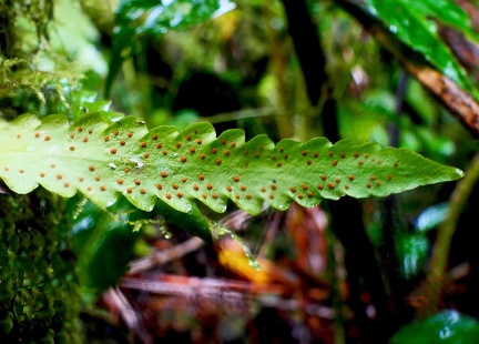 Enterosora trifurcata