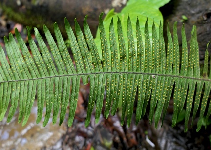 Pecluma pectinata