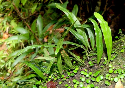 Pleopeltis astrolepis