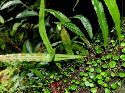 Pleopeltis astrolepis