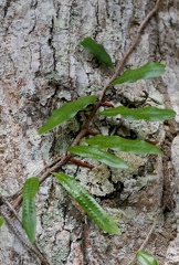 Microgramma lycopodioides