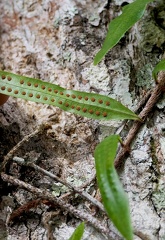 Microgramma lycopodioides