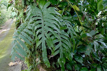 Phlebodium aureum