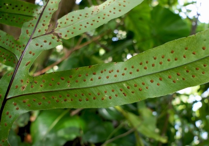 Phlebodium aureum