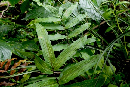 Serpocaulon triseriale