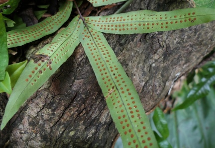 Serpocaulon triseriale