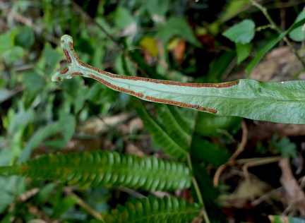 Pleopeltis marginata 