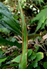 Pleopeltis marginata 